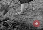 Image of grow vegetables Germany, 1946, second 50 stock footage video 65675070619