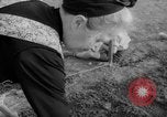Image of grow vegetables Germany, 1946, second 52 stock footage video 65675070619