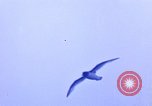 Image of Operation Highjump Antarctica, 1947, second 32 stock footage video 65675070711