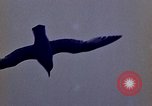 Image of Operation Highjump Antarctica, 1947, second 35 stock footage video 65675070711