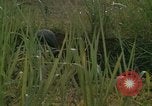 Standbild United States Marine Division 3 Vietnam, 1968, aus Sekunde 44 historischem Filmmaterial Videoclip 65675070733