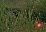 Standbild United States Marine Division 3 Vietnam, 1968, aus Sekunde 47 historischem Filmmaterial Videoclip 65675070733