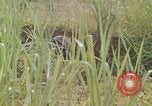Standbild United States Marine Division 3 Vietnam, 1968, aus Sekunde 50 historischem Filmmaterial Videoclip 65675070733