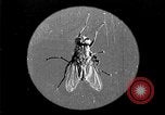 Image of fly-disease carrier United States USA, 1924, second 9 stock footage video 65675070771