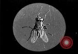 Image of fly-disease carrier United States USA, 1924, second 10 stock footage video 65675070771