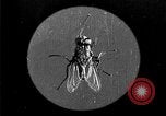 Image of fly-disease carrier United States USA, 1924, second 11 stock footage video 65675070771