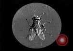 Image of fly-disease carrier United States USA, 1924, second 12 stock footage video 65675070771