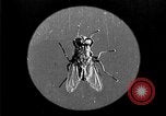 Image of fly-disease carrier United States USA, 1924, second 13 stock footage video 65675070771