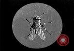 Image of fly-disease carrier United States USA, 1924, second 14 stock footage video 65675070771
