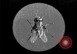 Image of fly-disease carrier United States USA, 1924, second 15 stock footage video 65675070771