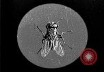 Image of fly-disease carrier United States USA, 1924, second 16 stock footage video 65675070771