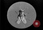 Image of fly-disease carrier United States USA, 1924, second 17 stock footage video 65675070771