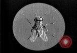 Image of fly-disease carrier United States USA, 1924, second 18 stock footage video 65675070771