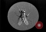 Image of fly-disease carrier United States USA, 1924, second 19 stock footage video 65675070771