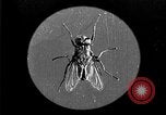 Image of fly-disease carrier United States USA, 1924, second 20 stock footage video 65675070771