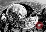 Image of fly-disease carrier United States USA, 1924, second 42 stock footage video 65675070771
