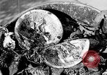 Image of fly-disease carrier United States USA, 1924, second 43 stock footage video 65675070771