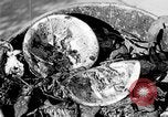 Image of fly-disease carrier United States USA, 1924, second 44 stock footage video 65675070771