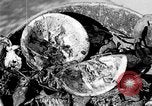 Image of fly-disease carrier United States USA, 1924, second 50 stock footage video 65675070771