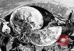 Image of fly-disease carrier United States USA, 1924, second 51 stock footage video 65675070771