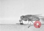 Standbild fly-Krankheit Träger United States USA, 1924, aus Sekunde 10 historischem Filmmaterial Videoclip 65675070773