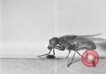 Standbild fly-Krankheit Träger United States USA, 1924, aus Sekunde 11 historischem Filmmaterial Videoclip 65675070773