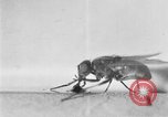 Standbild fly-Krankheit Träger United States USA, 1924, aus Sekunde 12 historischem Filmmaterial Videoclip 65675070773