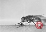 Standbild fly-Krankheit Träger United States USA, 1924, aus Sekunde 13 historischem Filmmaterial Videoclip 65675070773