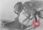 Standbild fly-Krankheit Träger United States USA, 1924, aus Sekunde 14 historischem Filmmaterial Videoclip 65675070773