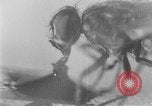 Standbild fly-Krankheit Träger United States USA, 1924, aus Sekunde 15 historischem Filmmaterial Videoclip 65675070773