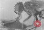 Standbild fly-Krankheit Träger United States USA, 1924, aus Sekunde 16 historischem Filmmaterial Videoclip 65675070773