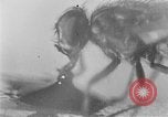 Standbild fly-Krankheit Träger United States USA, 1924, aus Sekunde 17 historischem Filmmaterial Videoclip 65675070773