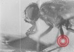 Standbild fly-Krankheit Träger United States USA, 1924, aus Sekunde 18 historischem Filmmaterial Videoclip 65675070773