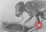 Standbild fly-Krankheit Träger United States USA, 1924, aus Sekunde 19 historischem Filmmaterial Videoclip 65675070773