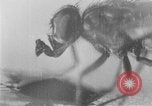 Standbild fly-Krankheit Träger United States USA, 1924, aus Sekunde 30 historischem Filmmaterial Videoclip 65675070773