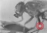 Standbild fly-Krankheit Träger United States USA, 1924, aus Sekunde 31 historischem Filmmaterial Videoclip 65675070773