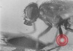 Standbild fly-Krankheit Träger United States USA, 1924, aus Sekunde 32 historischem Filmmaterial Videoclip 65675070773
