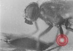 Standbild fly-Krankheit Träger United States USA, 1924, aus Sekunde 33 historischem Filmmaterial Videoclip 65675070773