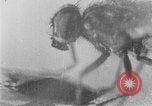 Standbild fly-Krankheit Träger United States USA, 1924, aus Sekunde 34 historischem Filmmaterial Videoclip 65675070773