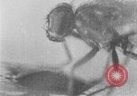 Standbild fly-Krankheit Träger United States USA, 1924, aus Sekunde 35 historischem Filmmaterial Videoclip 65675070773