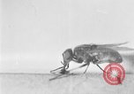 Standbild fly-Krankheit Träger United States USA, 1924, aus Sekunde 36 historischem Filmmaterial Videoclip 65675070773