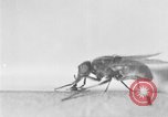 Standbild fly-Krankheit Träger United States USA, 1924, aus Sekunde 38 historischem Filmmaterial Videoclip 65675070773