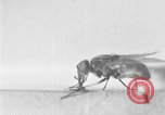 Standbild fly-Krankheit Träger United States USA, 1924, aus Sekunde 39 historischem Filmmaterial Videoclip 65675070773