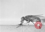 Standbild fly-Krankheit Träger United States USA, 1924, aus Sekunde 40 historischem Filmmaterial Videoclip 65675070773