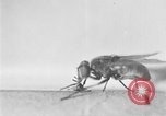 Standbild fly-Krankheit Träger United States USA, 1924, aus Sekunde 41 historischem Filmmaterial Videoclip 65675070773