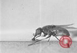 Standbild fly-Krankheit Träger United States USA, 1924, aus Sekunde 42 historischem Filmmaterial Videoclip 65675070773