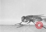 Standbild fly-Krankheit Träger United States USA, 1924, aus Sekunde 43 historischem Filmmaterial Videoclip 65675070773