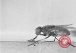 Standbild fly-Krankheit Träger United States USA, 1924, aus Sekunde 44 historischem Filmmaterial Videoclip 65675070773