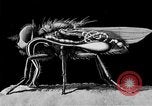 Standbild fly-Krankheit Träger United States USA, 1924, aus Sekunde 56 historischem Filmmaterial Videoclip 65675070773