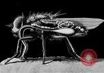 Standbild fly-Krankheit Träger United States USA, 1924, aus Sekunde 57 historischem Filmmaterial Videoclip 65675070773